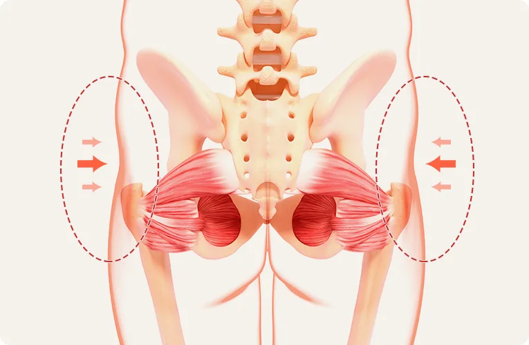 Pelvic anatomy illustration for hip filler planning